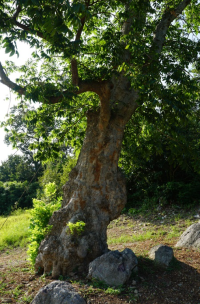 기도터 사진