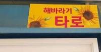 해바라기 타로