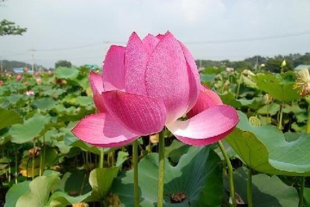 용천사