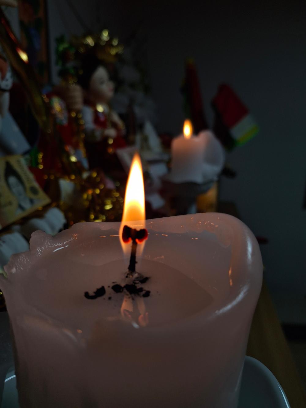 천문동자 사진 5