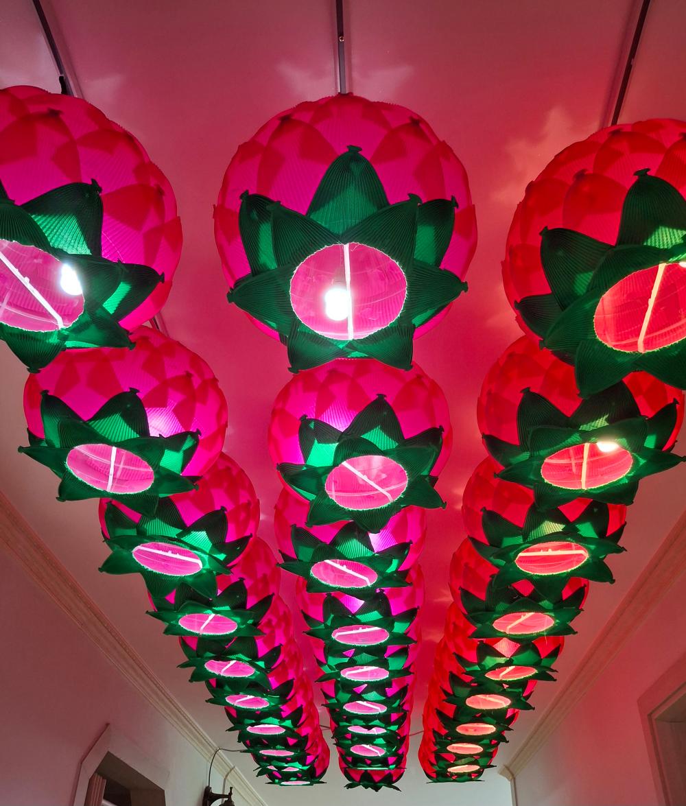 천문동자 사진 7