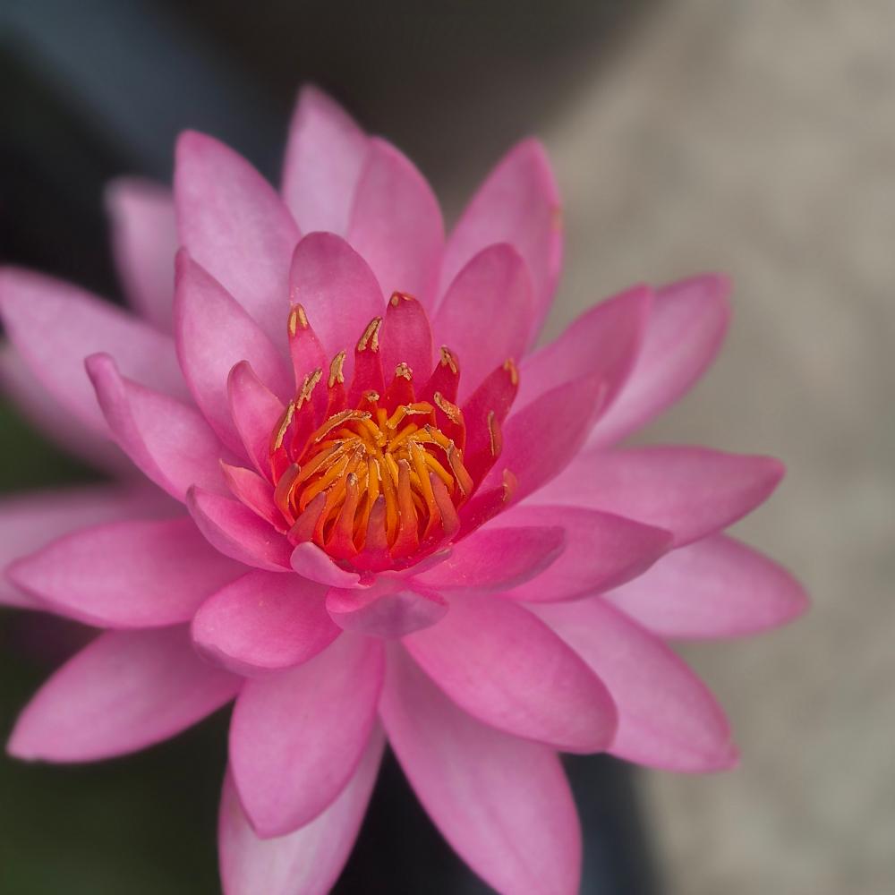 용신당 사진 6