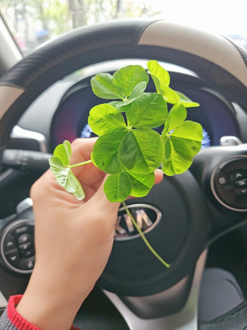 지니신타로 사진 1