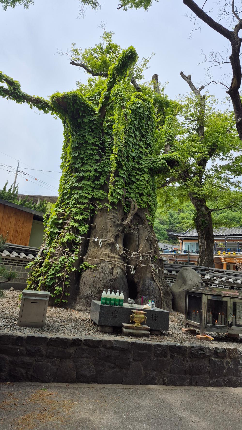 옥광보살 사진 4