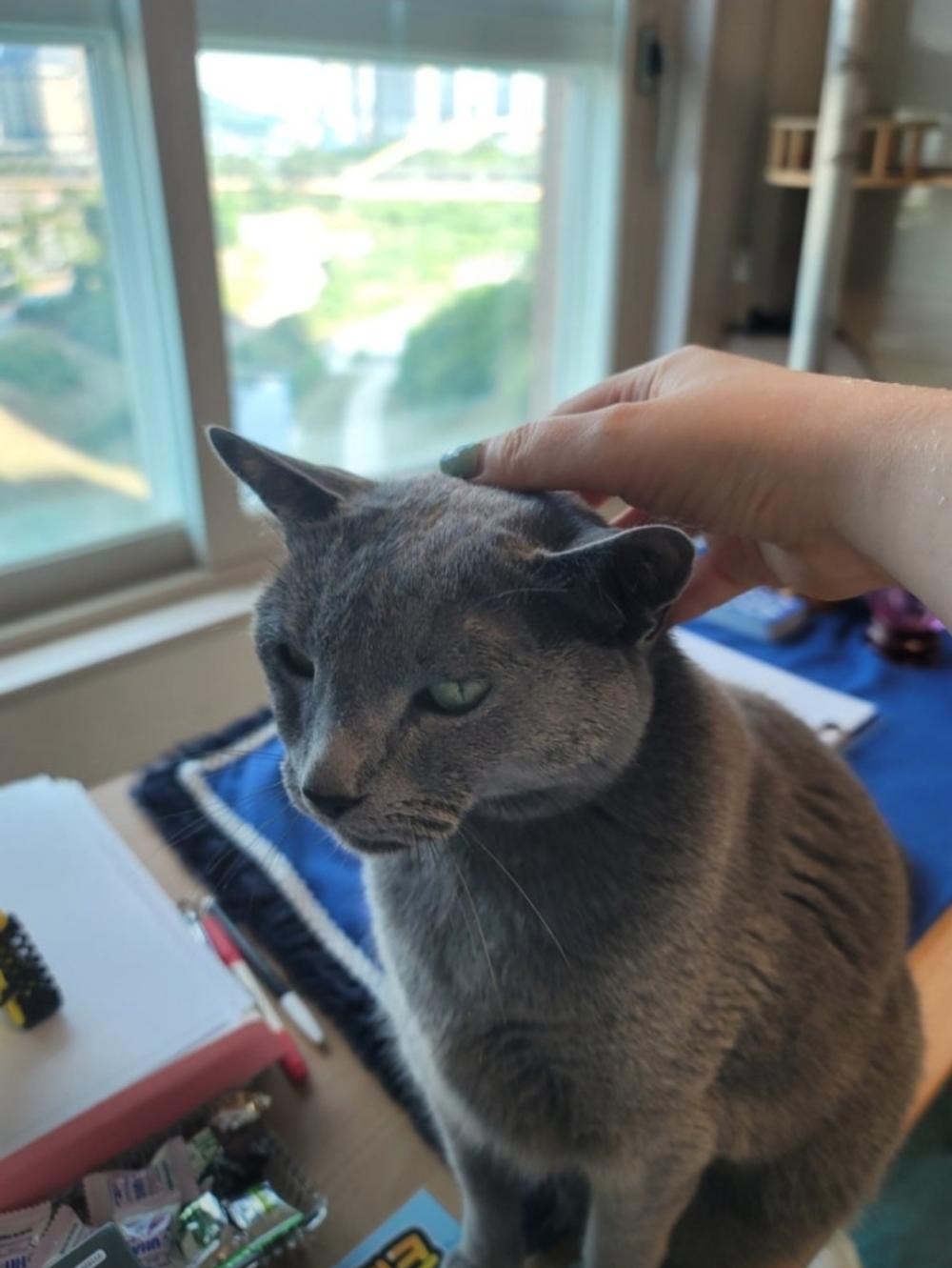 보배사주학 사진 6